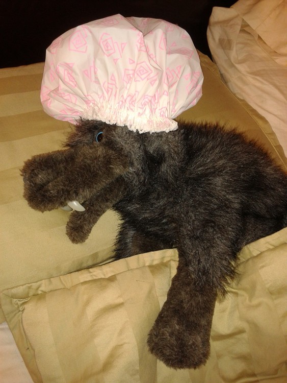 Lobo dizque dormido