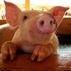 cerdito feliz